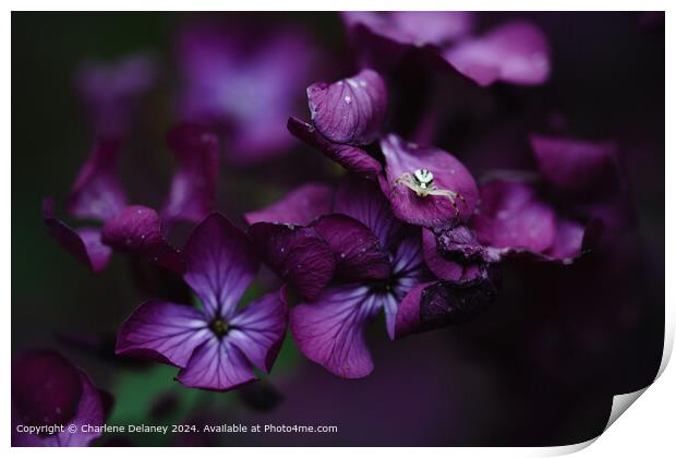 Crab Spider on the purple flower Lunaria  Print by Charlene Delaney