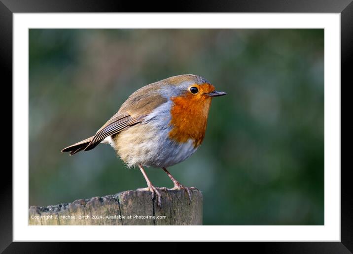 European Robin Red Breast  Framed Mounted Print by Michael Birch