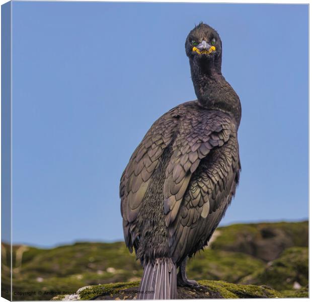 A portrait of a Shag on the Farne Islands Canvas Print by Andrew Briggs