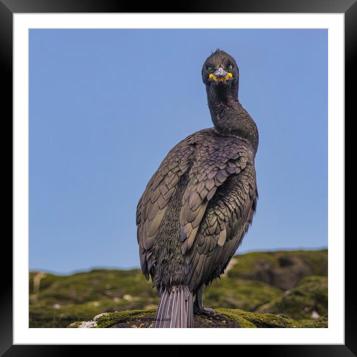 A portrait of a Shag on the Farne Islands Framed Mounted Print by Andrew Briggs