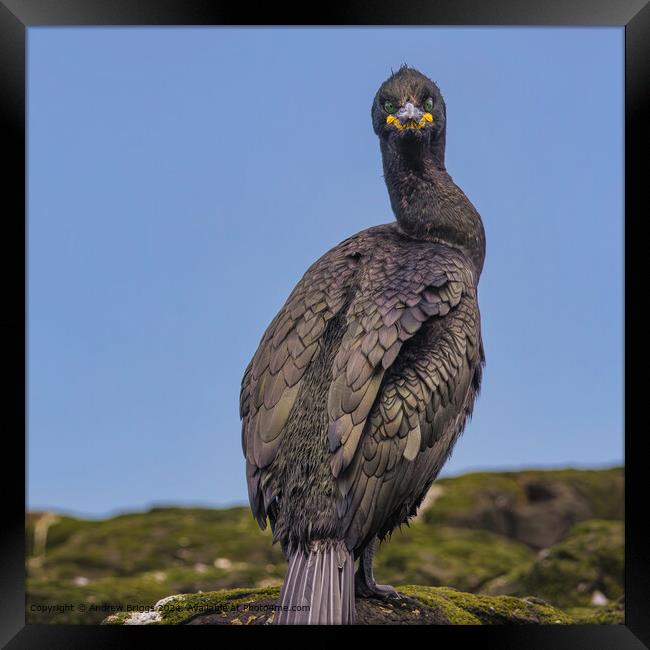 A portrait of a Shag on the Farne Islands Framed Print by Andrew Briggs