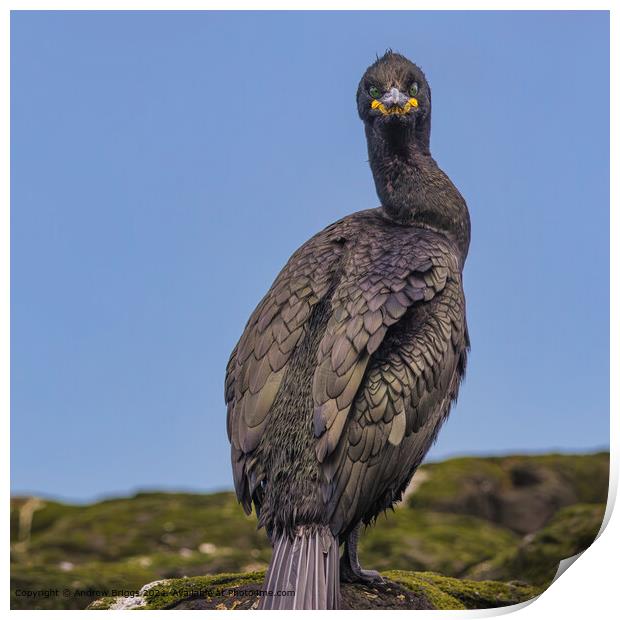 A portrait of a Shag on the Farne Islands Print by Andrew Briggs