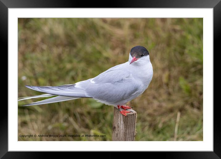 Arctic Tern on the Farne Islands Framed Mounted Print by Andrew Briggs