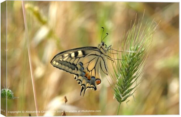 Colourful Swallowtail Butterfly Photography Canvas Print by Alessandra Castagnolo