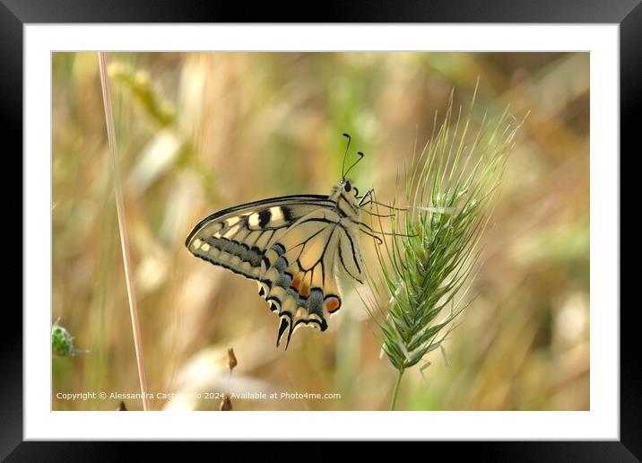 Colourful Swallowtail Butterfly Photography Framed Mounted Print by Alessandra Castagnolo