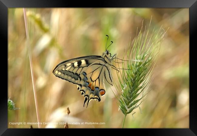 Colourful Swallowtail Butterfly Photography Framed Print by Alessandra Castagnolo