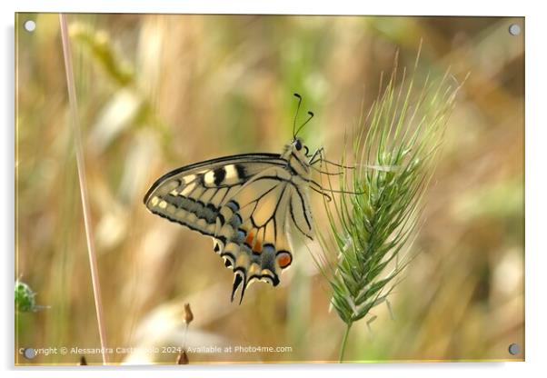 Colourful Swallowtail Butterfly Photography Acrylic by Alessandra Castagnolo