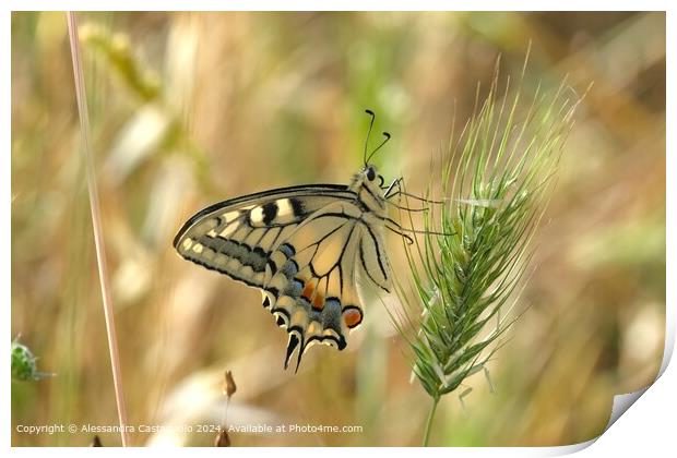 Colourful Swallowtail Butterfly Photography Print by Alessandra Castagnolo