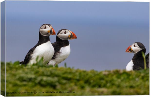 Colourful Puffins Meeting Canvas Print by Andrew Briggs