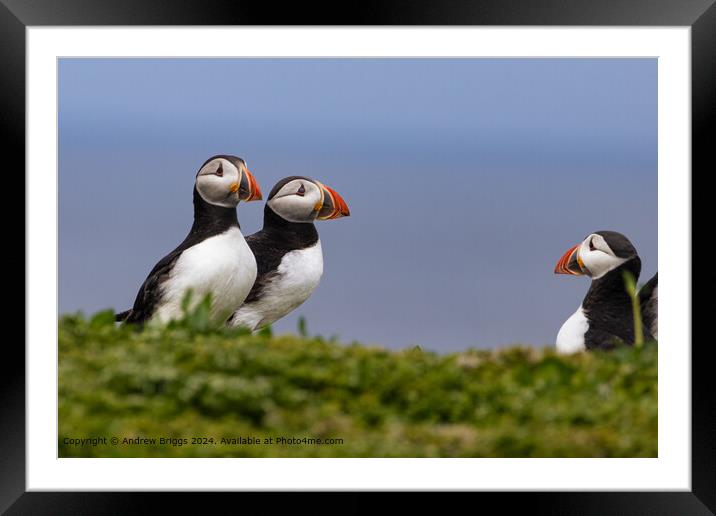 Colourful Puffins Meeting Framed Mounted Print by Andrew Briggs