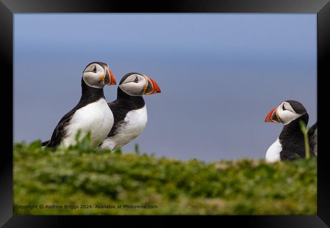 Colourful Puffins Meeting Framed Print by Andrew Briggs