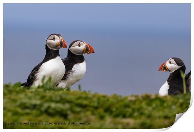 Colourful Puffins Meeting Print by Andrew Briggs