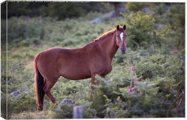 Dartmoor Bay Horse in Nature Canvas Print by Kevin White