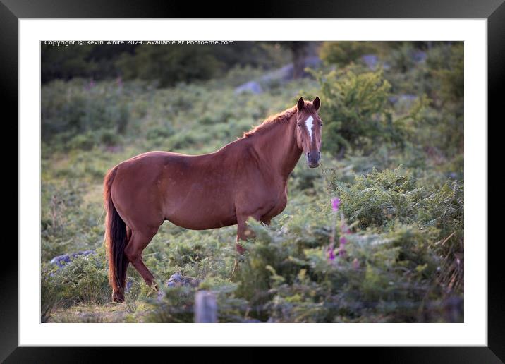 Dartmoor Bay Horse in Nature Framed Mounted Print by Kevin White