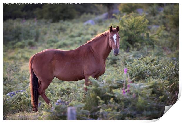 Dartmoor Bay Horse in Nature Print by Kevin White