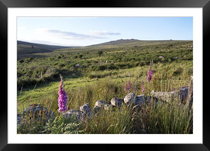 Dartmoor Foxglove Beauty Framed Mounted Print by Kevin White