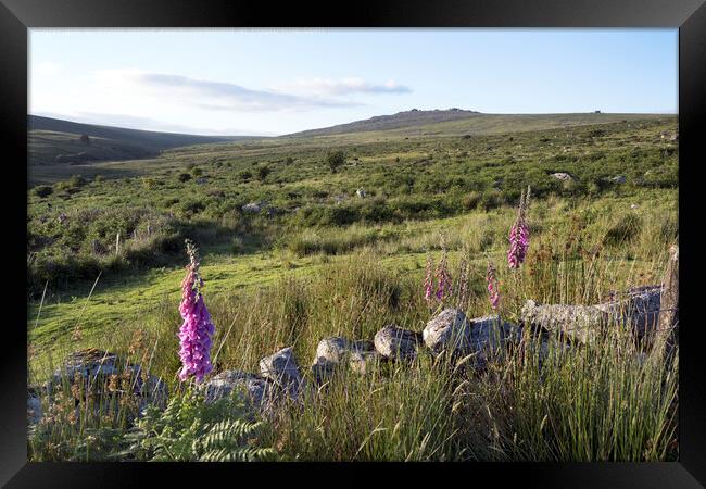 Dartmoor Foxglove Beauty Framed Print by Kevin White