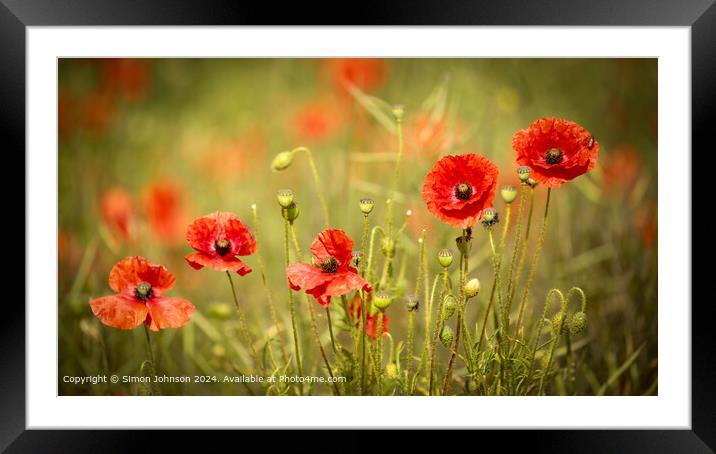 Sunlit Poppy Flowers in Cotswolds Framed Mounted Print by Simon Johnson