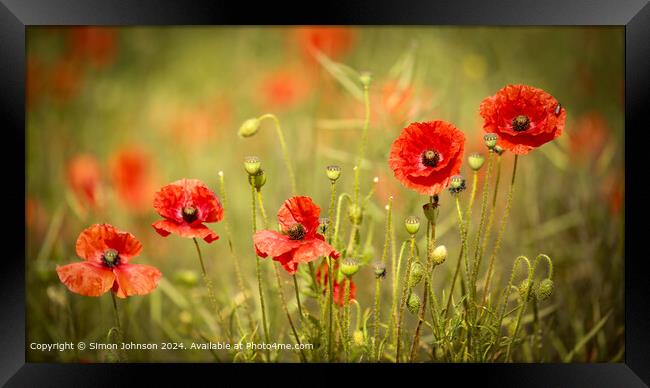 Sunlit Poppy Flowers in Cotswolds Framed Print by Simon Johnson