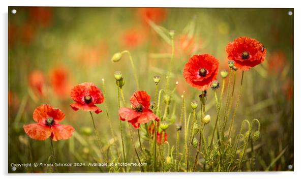 Sunlit Poppy Flowers in Cotswolds Acrylic by Simon Johnson