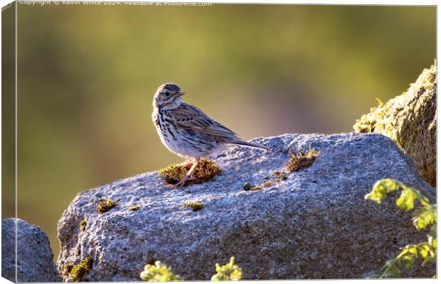 Meadow Pipit Wildlife Photography Canvas Print by Kevin White