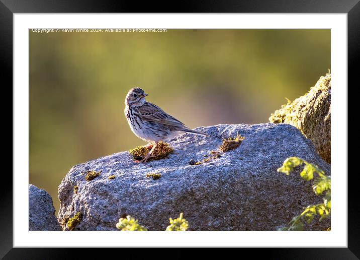 Meadow Pipit Wildlife Photography Framed Mounted Print by Kevin White