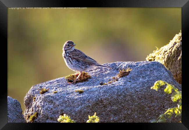 Meadow Pipit Wildlife Photography Framed Print by Kevin White