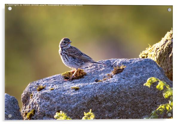 Meadow Pipit Wildlife Photography Acrylic by Kevin White