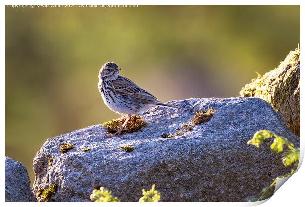 Meadow Pipit Wildlife Photography Print by Kevin White