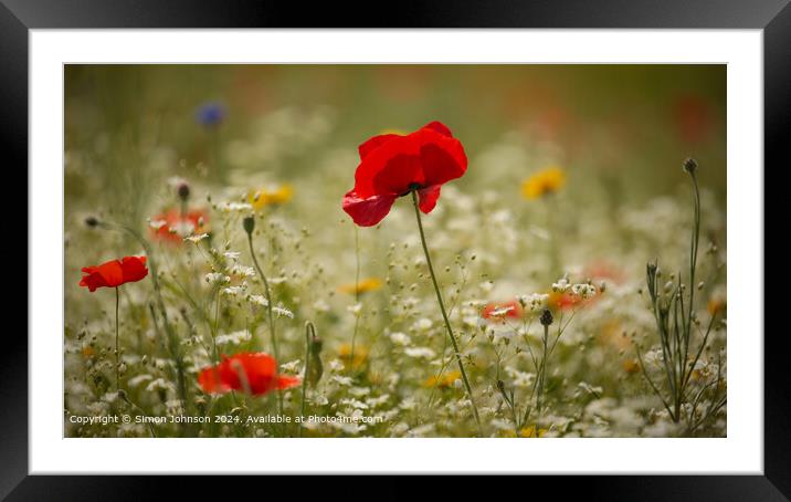 Sunlit Poppy Meadow, Cotswolds Framed Mounted Print by Simon Johnson