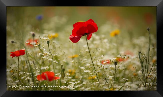Sunlit Poppy Meadow, Cotswolds Framed Print by Simon Johnson