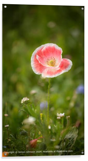 Poppy Flower Cotswolds: Vibrant, Stunning, Nature Acrylic by Simon Johnson