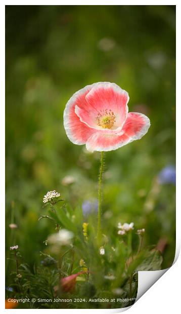 Poppy Flower Cotswolds: Vibrant, Stunning, Nature Print by Simon Johnson