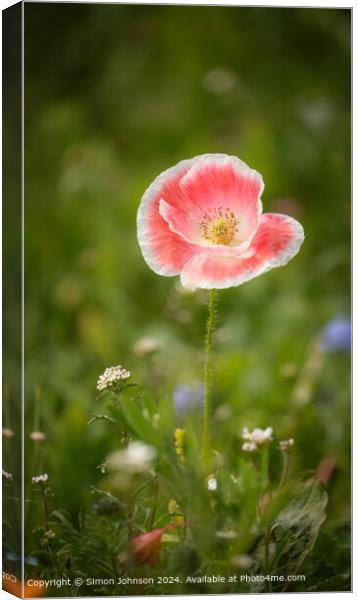 Poppy Flower Cotswolds: Vibrant, Red, Nature Canvas Print by Simon Johnson