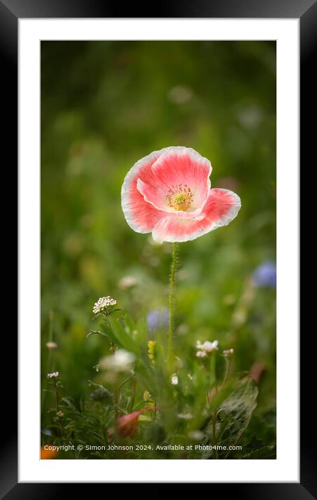 Poppy Flower Cotswolds: Vibrant, Red, Nature Framed Mounted Print by Simon Johnson
