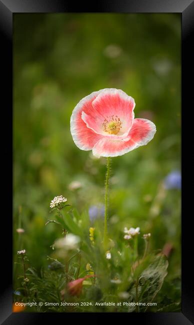 Poppy Flower Cotswolds: Vibrant, Red, Nature Framed Print by Simon Johnson