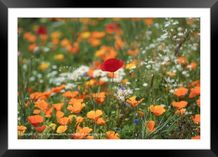 Vibrant Poppy Flower in Cotswolds Framed Mounted Print by Simon Johnson