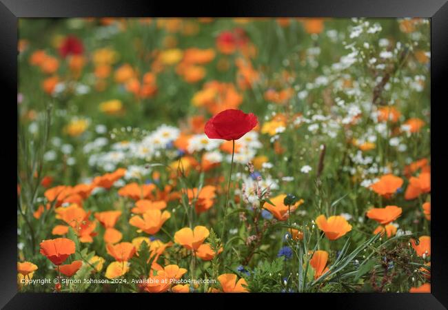 Vibrant Poppy Flower in Cotswolds Framed Print by Simon Johnson