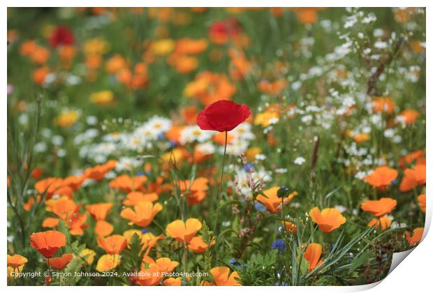 Vibrant Poppy Flower in Cotswolds Print by Simon Johnson