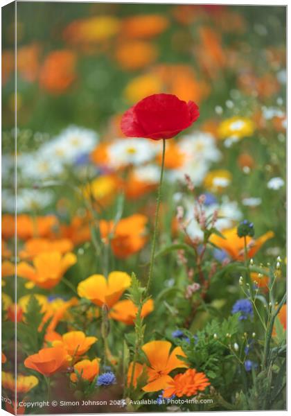 Poppy Flower in Cotswolds, Gloucestershire Canvas Print by Simon Johnson