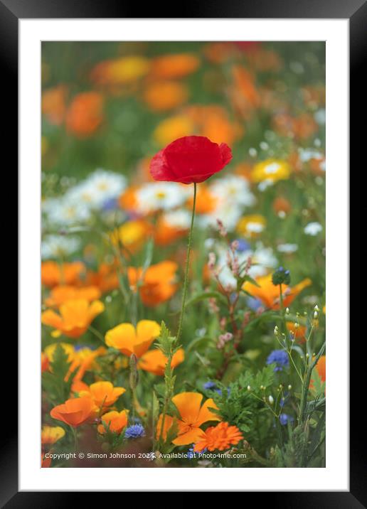Poppy Flower in Cotswolds, Gloucestershire Framed Mounted Print by Simon Johnson