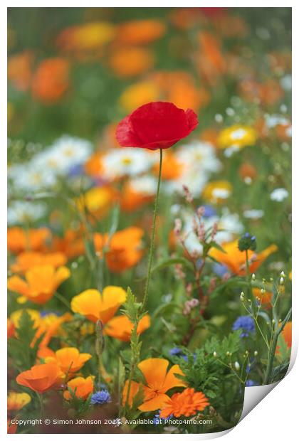 Poppy Flower in Cotswolds, Gloucestershire Print by Simon Johnson
