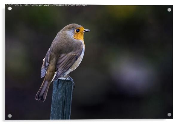 European Robin Redbreast Bird Acrylic by Tom McPherson