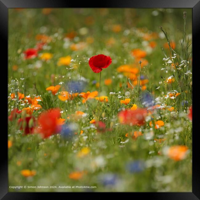 Vibrant Poppy Meadow in Cotswolds Framed Print by Simon Johnson