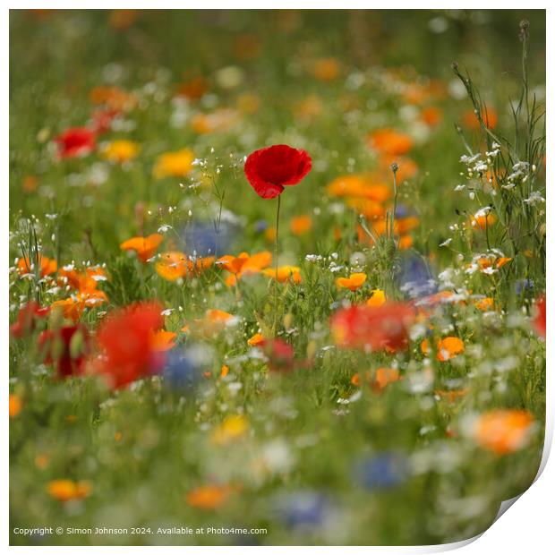 Vibrant Poppy Meadow in Cotswolds Print by Simon Johnson