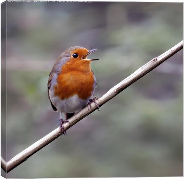  Robin Redbreast Song Canvas Print by Tom McPherson