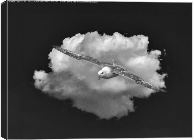 Black and White Fulmar in Flight Canvas Print by Tom McPherson