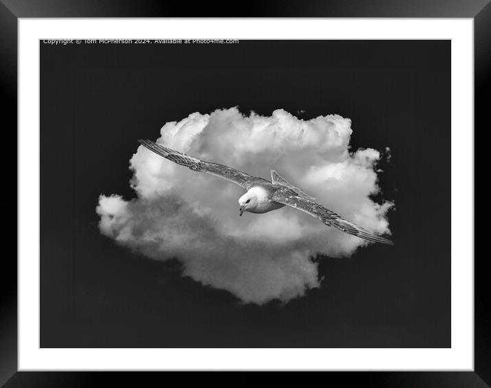 Black and White Fulmar in Flight Framed Mounted Print by Tom McPherson
