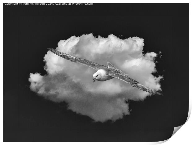Black and White Fulmar in Flight Print by Tom McPherson