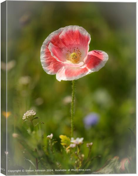 Pink Poppy Landscape in Cotswolds Canvas Print by Simon Johnson